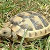 tortue-greque 