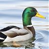 Canard Colvert