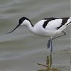 Avocette-élégante